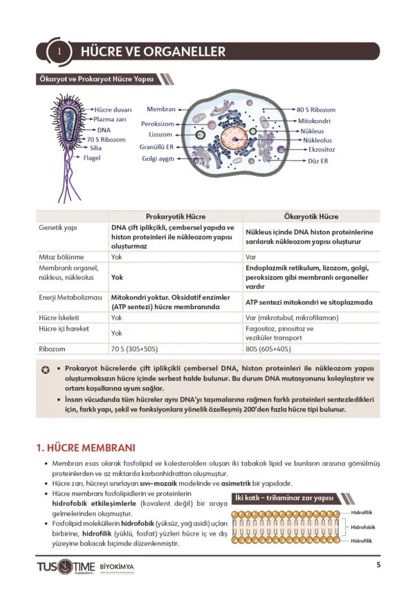 Infotus Biyokimya Soru Bankası - 5