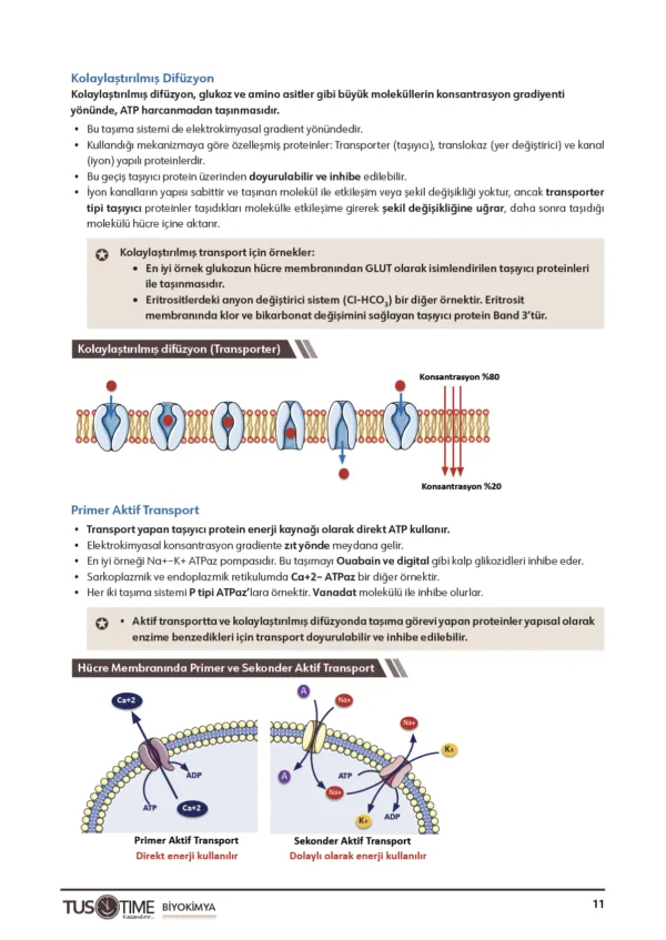 Infotus Biyokimya Soru Bankası - 4