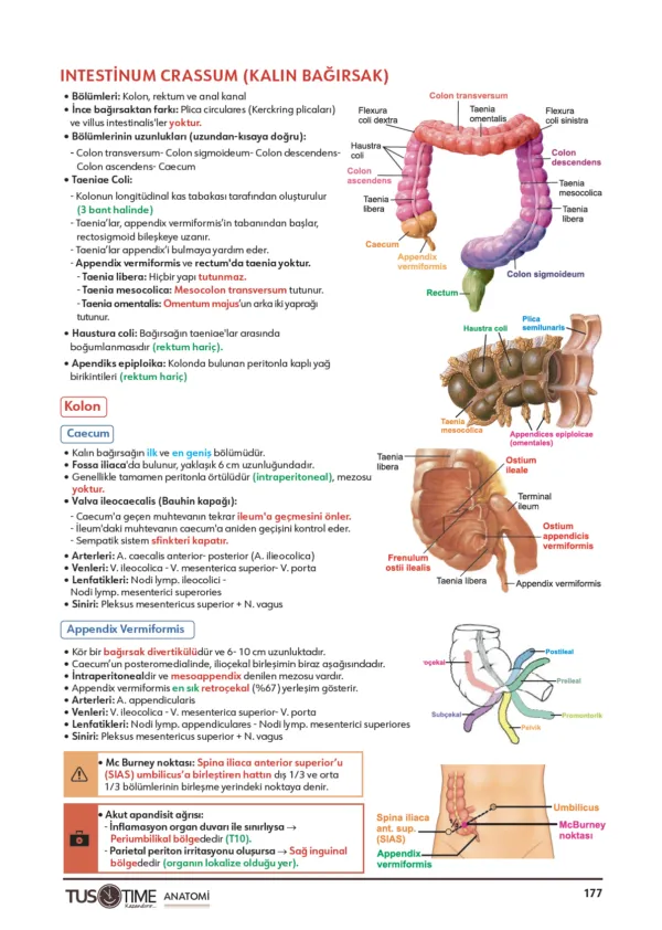 Infotus Anatomi Soru Bankası - 3