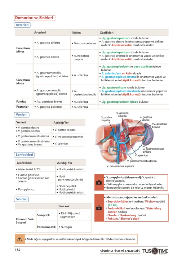 Infotus Anatomi Soru Bankası - 4
