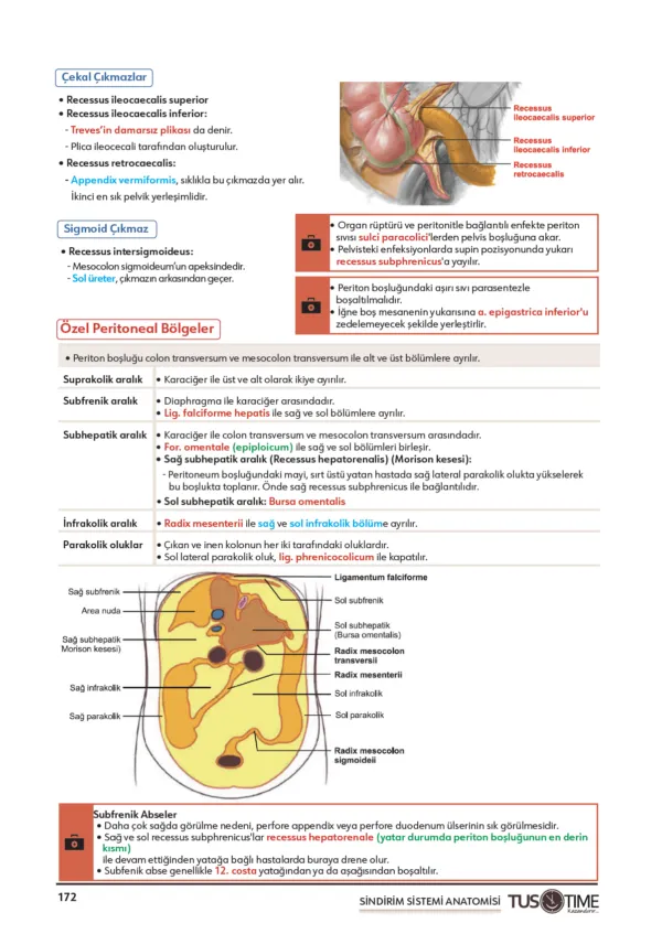Infotus Anatomi Soru Bankası - 5